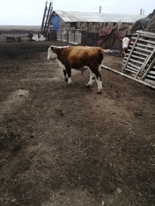 продам телят подсосных