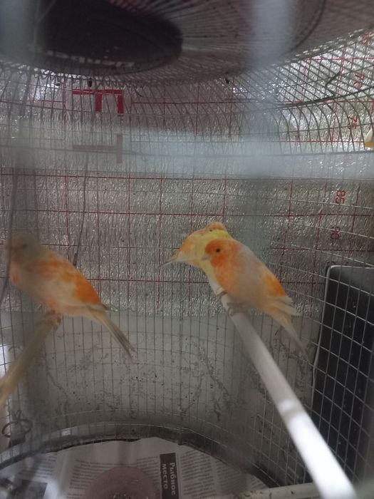 Канарейка малодый