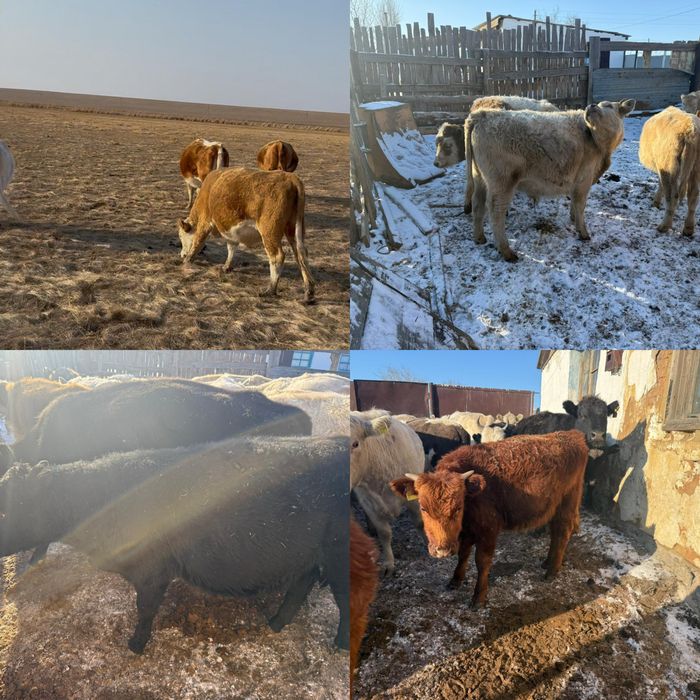 Быки на продажуу