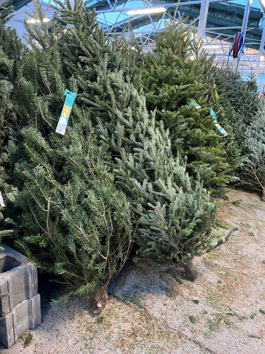 Ветки Пихты,живая елка,живая сосна,новогодняя елка