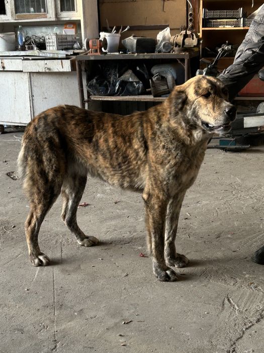 Щенок алабая девочка