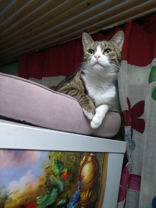 Кошечка Анфиса с приданым и доставкой!