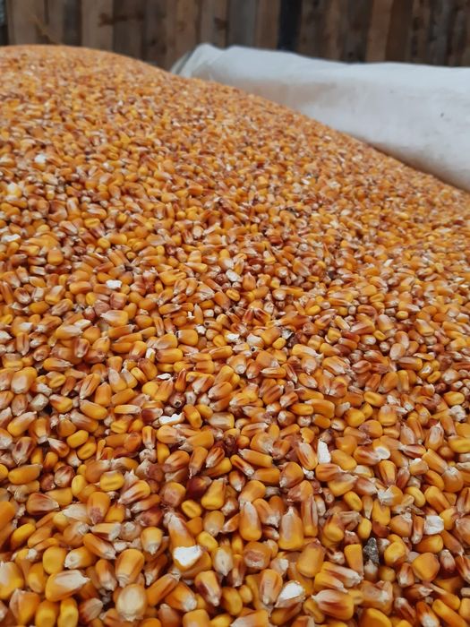 Vând porumb Havârna BT