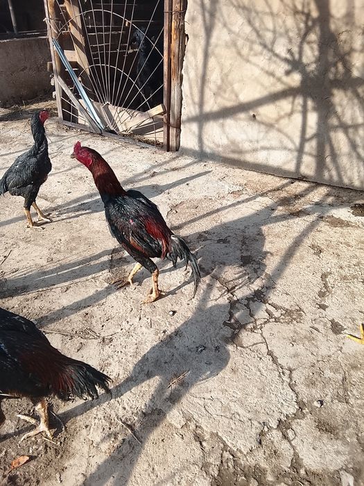 Дакан шоже кораз сатылады