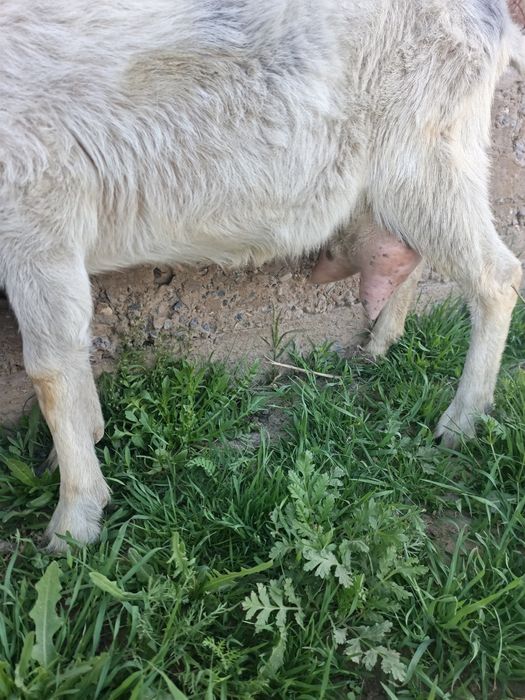 Сауынды ешкі сатылады