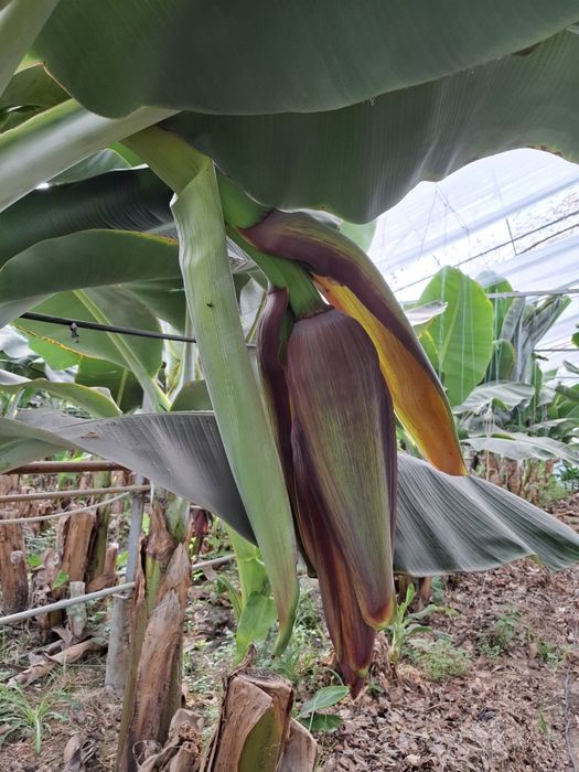 Banan kuchatlari niholi, Росток банана, Банан кучати нихоли