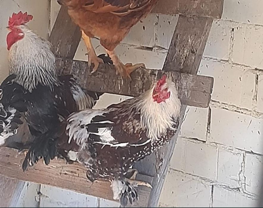 cocoși tineri crescuți la curte schimb cu cereale