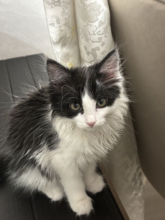 Котенок 4 месяца