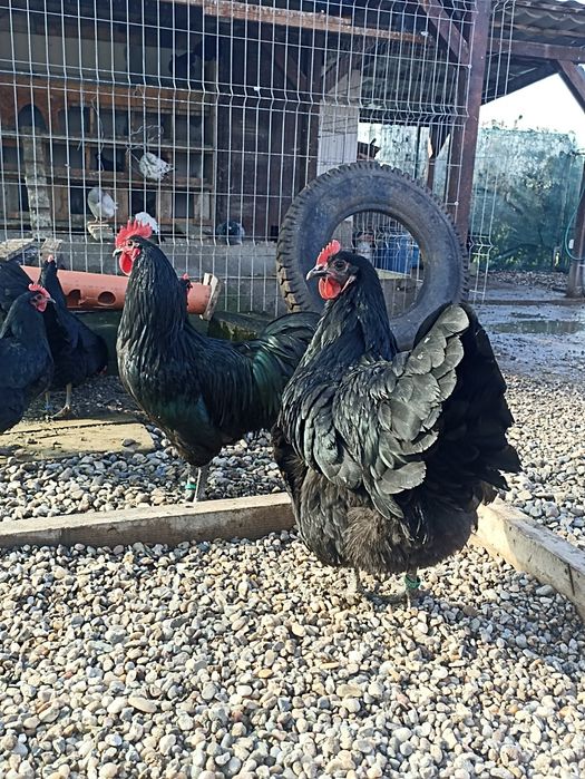 Vand gaini australorp negru