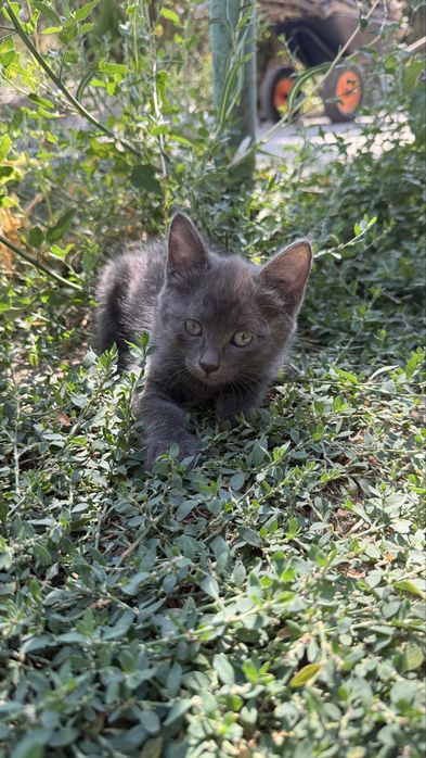 Милые котята, бесплатно