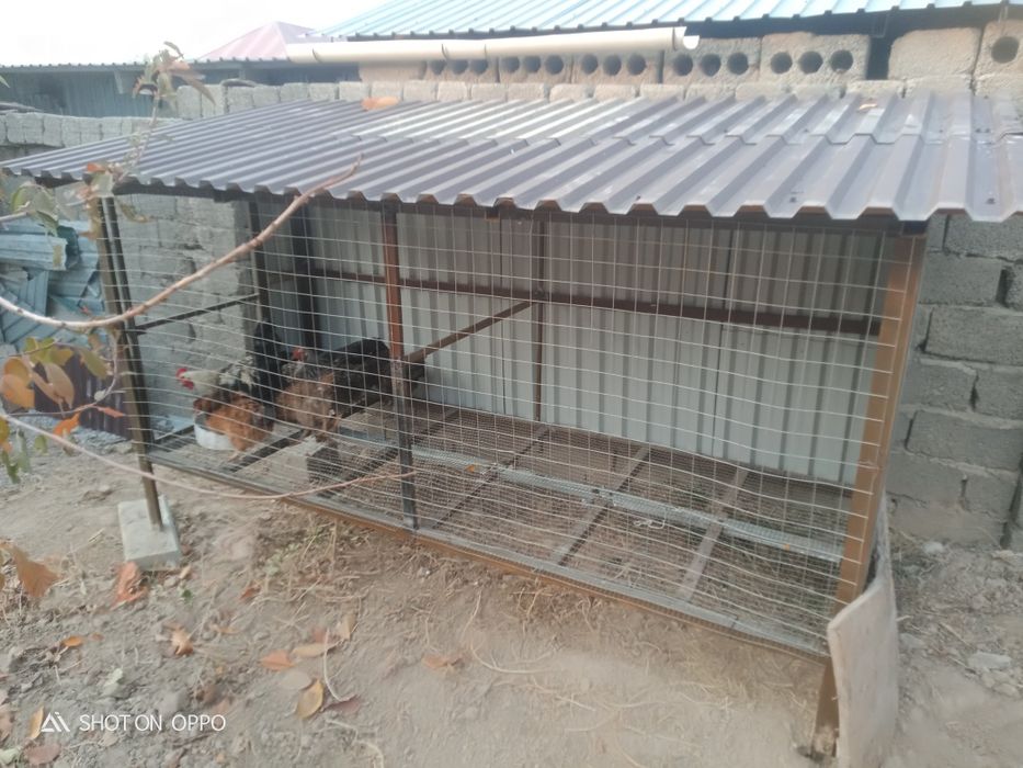 Тауық сатылады үйдың