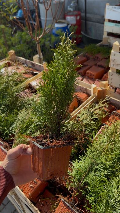 Туи бельгийские