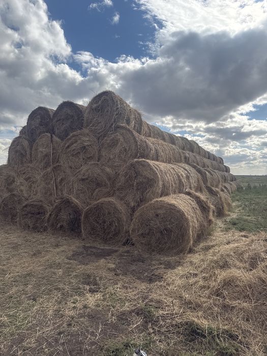 Продам сено Житняк, и Разнотравие. Щөп сатам