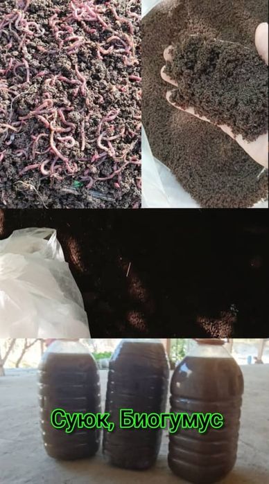 Biogumus va Kaliforniya qizil yomg'ir chuvalchanglari