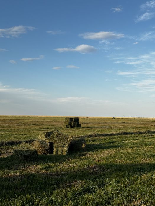 Продам сено, тюк, шөп сатамын