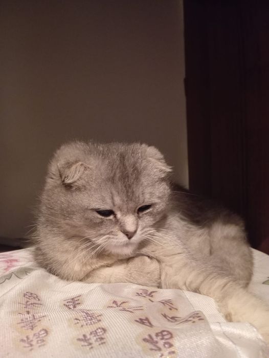 Шотландский мысық