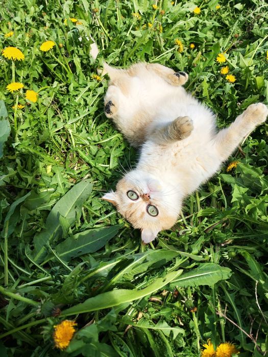 Золотая шиншилла шотландская кошка