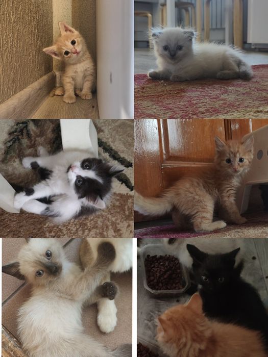 Котята в хорошие руки