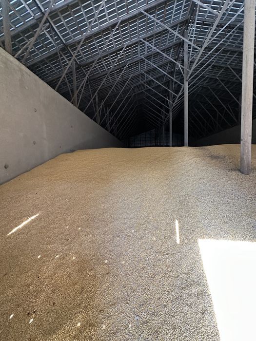 Кукуруза отличный кочества 300 тонн