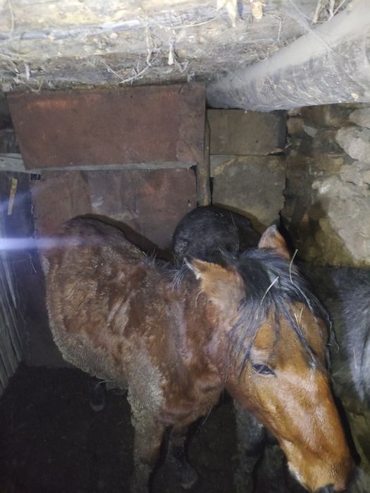 Тайлар сатылады Баянауыл ауданында