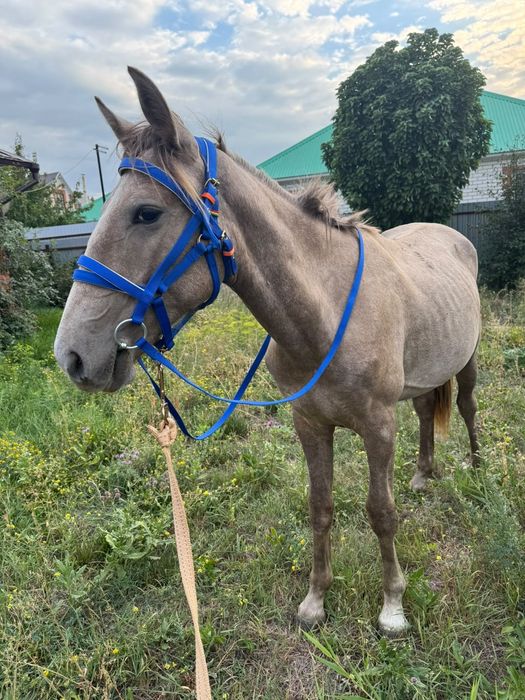 Срочно Тай сатылады 1 жас .3 ай