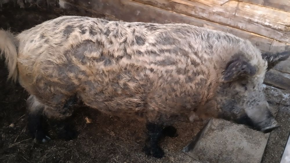 Продам хряка 200 000тг