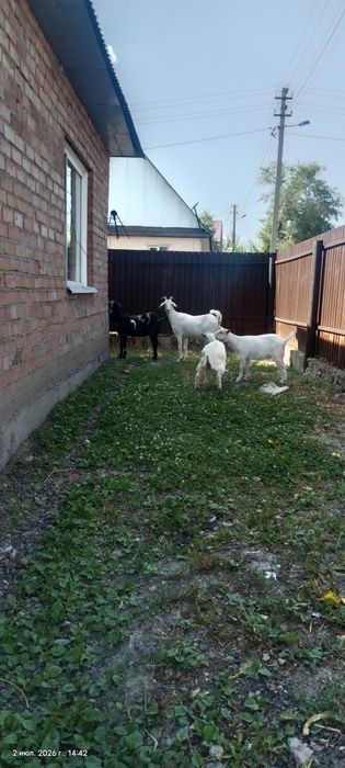 продам козы заинские