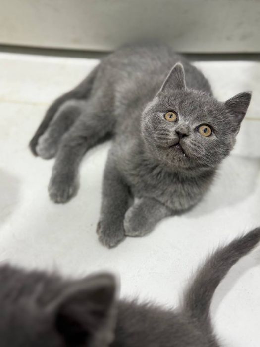 Продаются котята 2,5 месяца шотландцы от правильной вязки