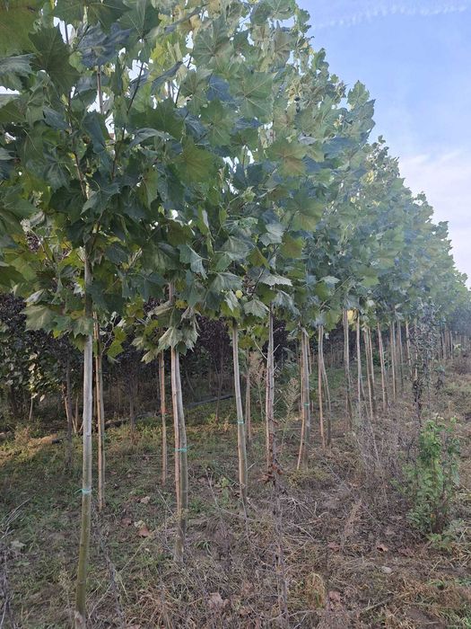 Platani Mărimea 4.m 5.m