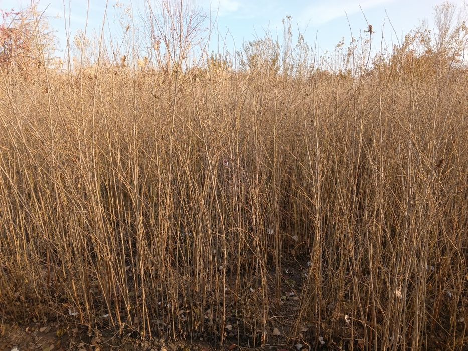 Tut koʻchatlari sotiladi. 20 sotx joyga ekilgan optim sotiladi.