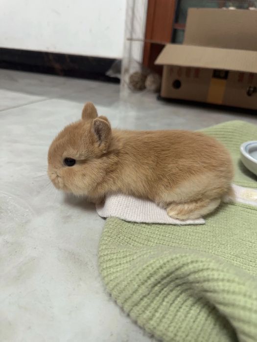 200.000 so‘mdan minik quyonchalar!
Farzandingiz uchun tirik do‘st!