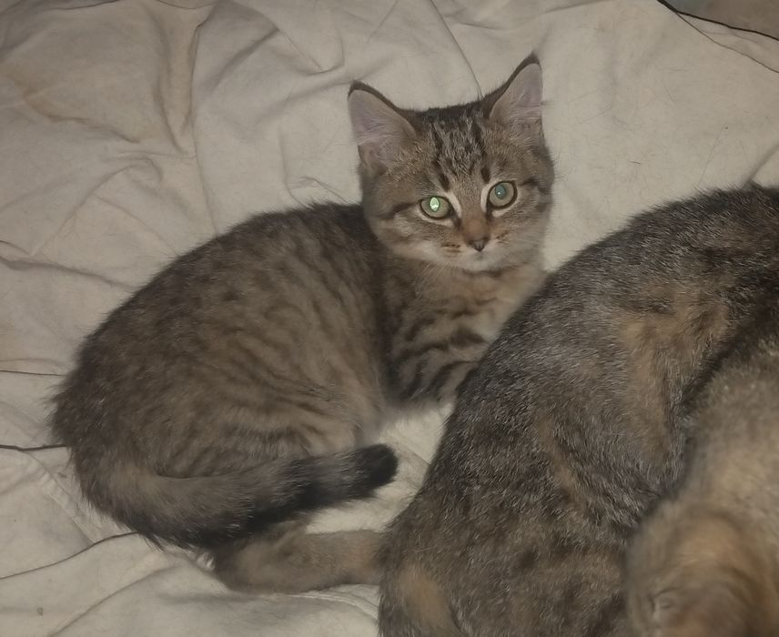 Котёнок мальчик ищет дом.