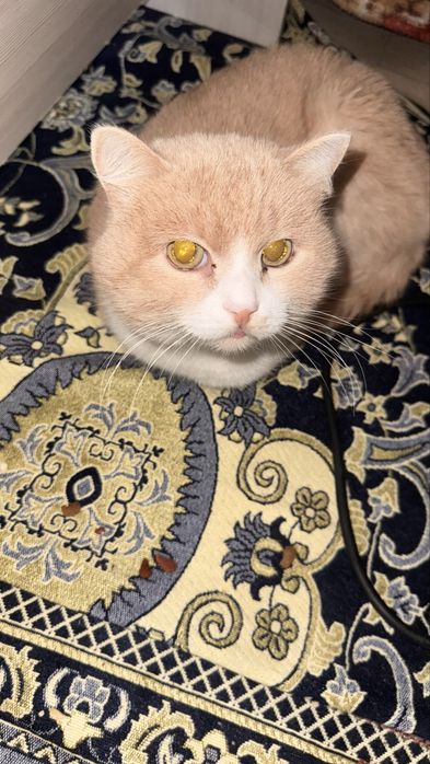 Отдам кота в хорошие руки