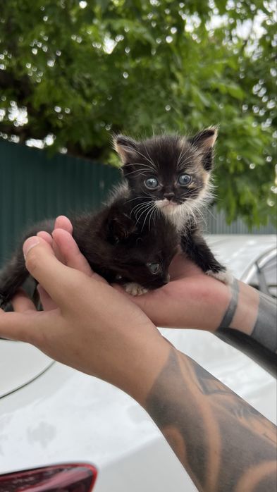 Котята в добрые руки
