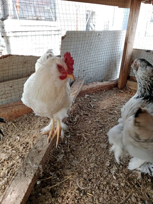 Курочка брама молодая