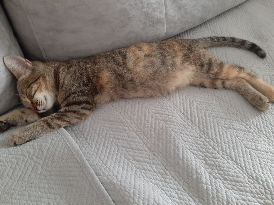 Котенок девочка в добрые руки