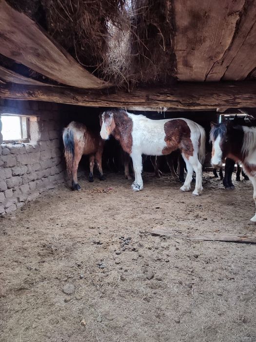 3-4 жасар айғыр сатылады