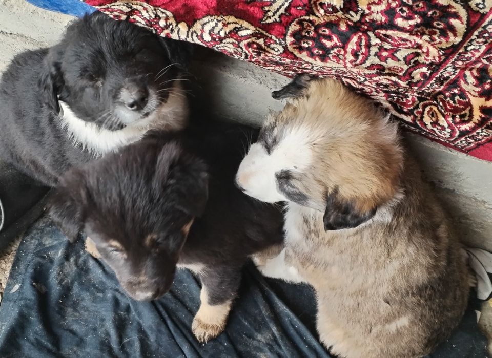 Щенки 1,5 месяца