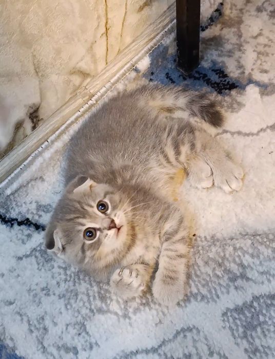 Scottish Fold Blue Shaded  2 Oylik ( Toza Naslli)