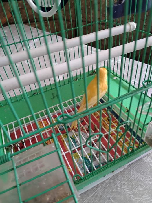 Canari 2 ani, mascul + cuscă