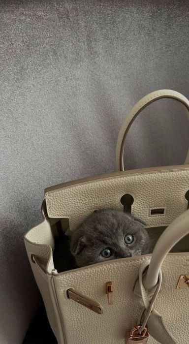 Продается котята