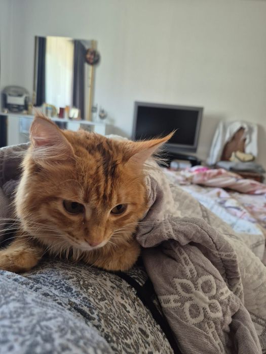 Котенок отдам даром