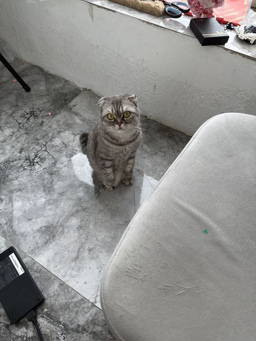 Продам в хорошие руки кошечку