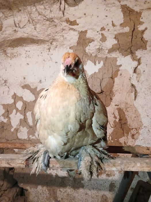 Продажа курей 4 месяцев