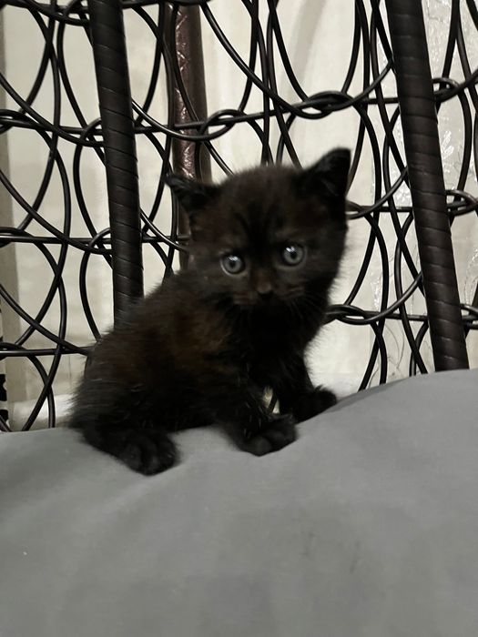 Котята британцы короткошерстные