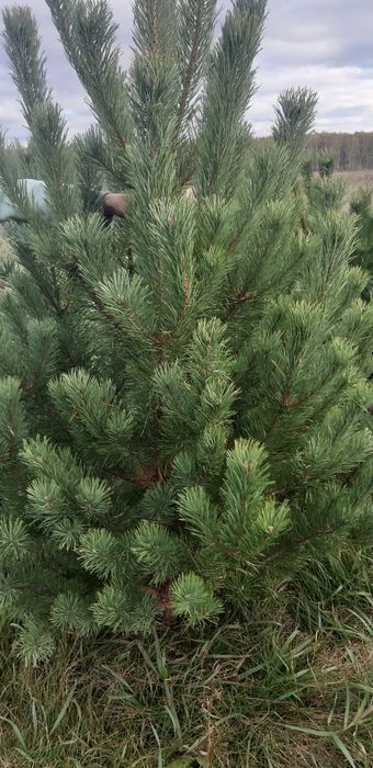 Елки в наличии по 5000