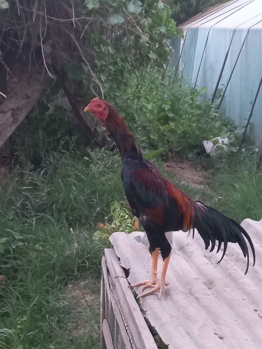 Срочно сотилади хўрозча