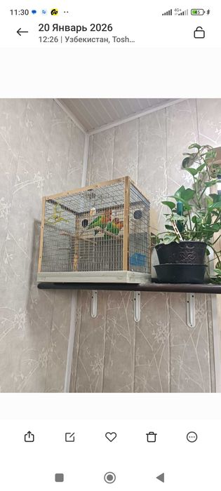 Неразлучки Фишера Маска