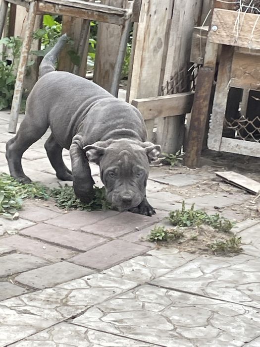 Американский булли