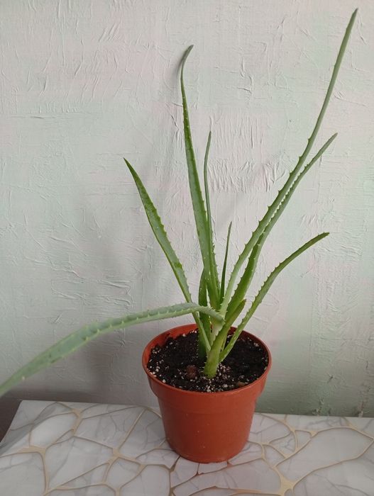 Алоэ лекарственный